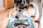Why Slow Feeding Matters