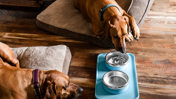 Trot Snack Tray